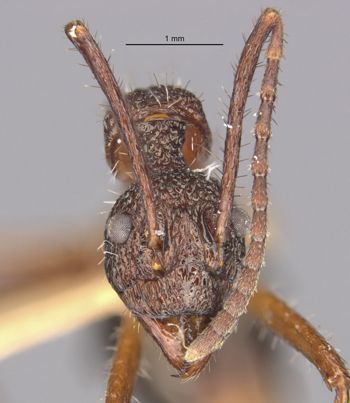 Media type: image;   Entomology 9104 Aspect: head frontal view